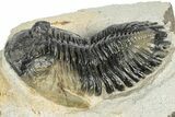 Detailed Hollardops Trilobite Fossil - Ofaten, Morocco #346539-3